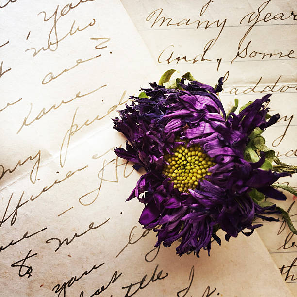 istock Old Handwritten Letters and Wilted Purple Flowers 495120166