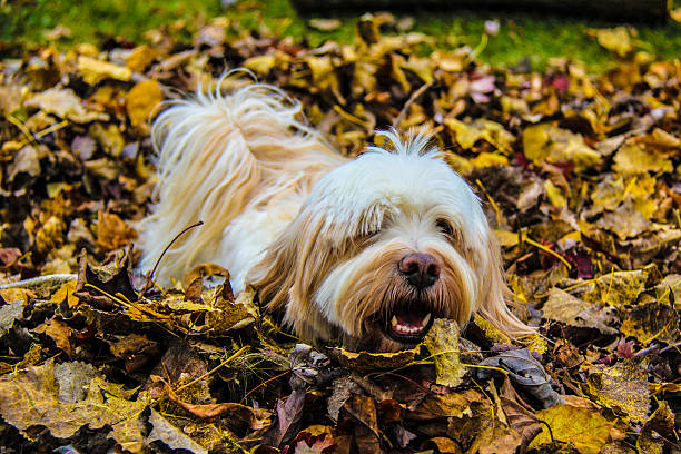 istock Swimming through the leaves 495121340