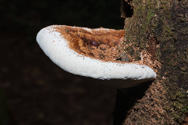 istock Ling Zhi Mushroom 495122860