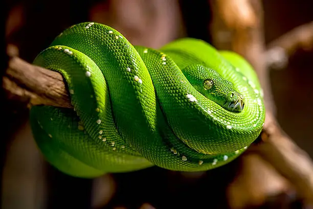 emerald tree boa multiple coils draped on brown branch all coils showing
