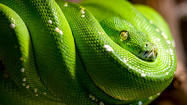 emerald tree boa full emerald tree boa multiple coils draped on brown branch medium crop eye in focus green boa snake corallus caninus stock pictures, royalty-free photos & images