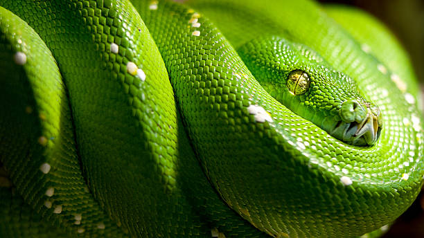 emerald tree boa full emerald tree boa multiple coils draped on brown branch tight crop eye in focus green boa snake corallus caninus stock pictures, royalty-free photos & images