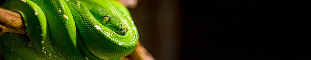 emerald tree boa wide crop emerald tree boa multiple coils draped on brown branch tight crop eye in focus green boa snake corallus caninus stock pictures, royalty-free photos & images