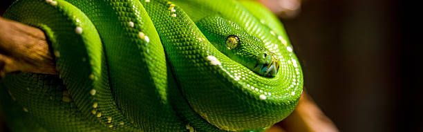 emerald tree boa wide emerald tree boa multiple coils draped on brown branch tight crop eye in focus green boa snake corallus caninus stock pictures, royalty-free photos & images