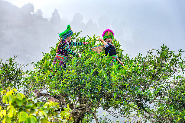 jeunes femmes de thé thaïlandais tous les gens sur les arbres 300 ans thé - tea crop plantation tea leaves farmer photos et images de collection