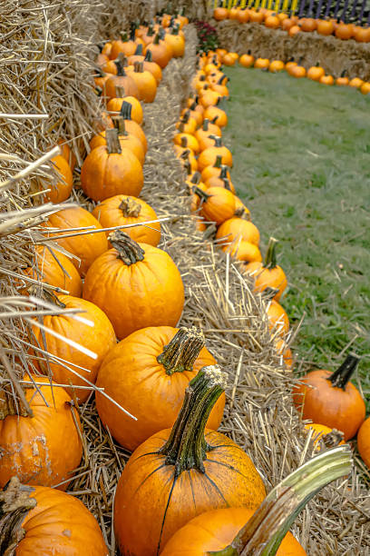 istock pumpkin and harvest decorations for the holidays 495141726