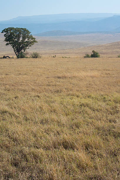 istock Ngorongoro Crater Grassy Field 495142216