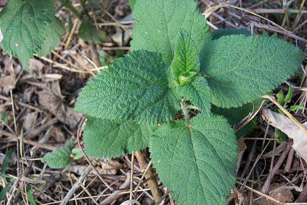 istock Stinging Nettle in Tanzania 495142454