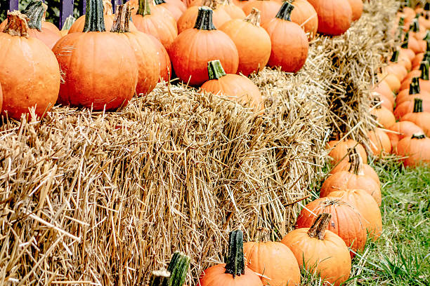 istock pumpkin and harvest decorations for the holidays 495142888