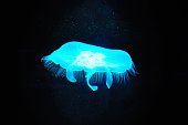 blue translucent jellyfish