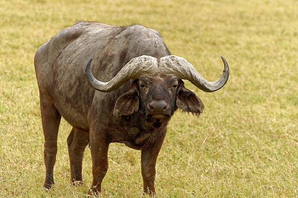istock Wild buffaloes grazing in the African plains 495143188