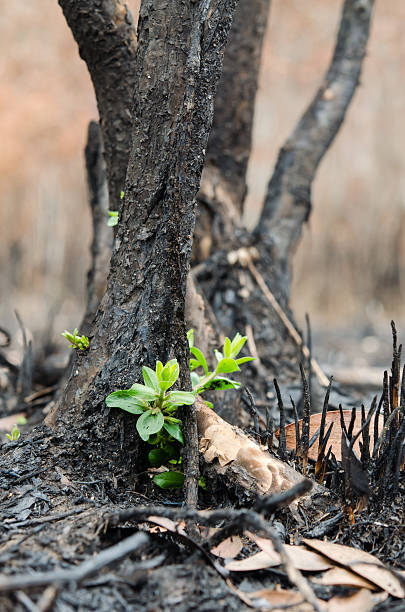 istock new life  after effects of a fire 495144001