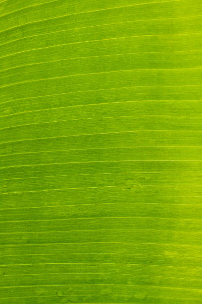 istock Abstract of banana leaf background 495144102