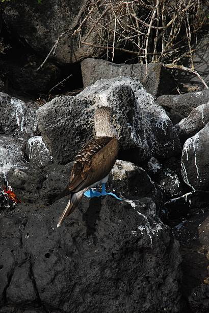 blu-footed il boobies seduto su una roccia - galapagos islands bird booby ecuador foto e immagini stock