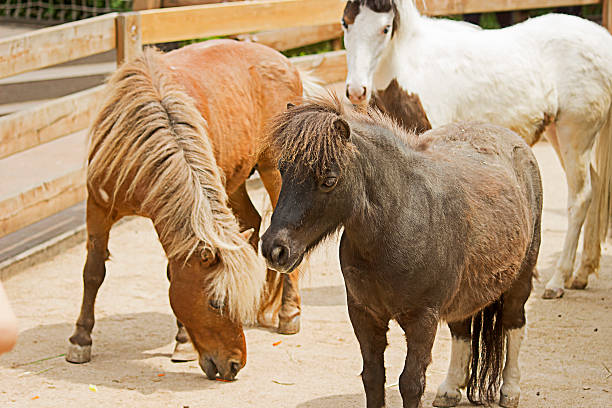 Shetland Pony Shetland Pony at Seoul Children's Park. seoul zoo stock pictures, royalty-free photos & images