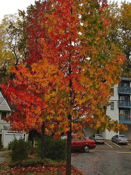istock Autumn's Color Palette 495144132