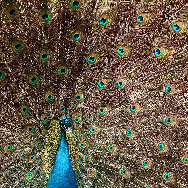 istock Beautiful peacock with its tail feathers out 495144143