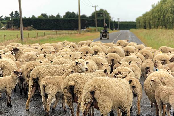 istock Flock of sheeps gathered on a road 495144406