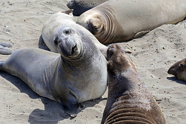 istock elephants seals in San Simeon 495144575