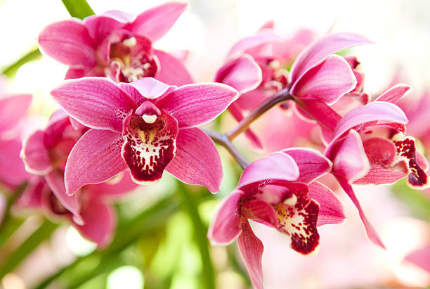 istock Branch of beautiful Orchids flowers 495144579