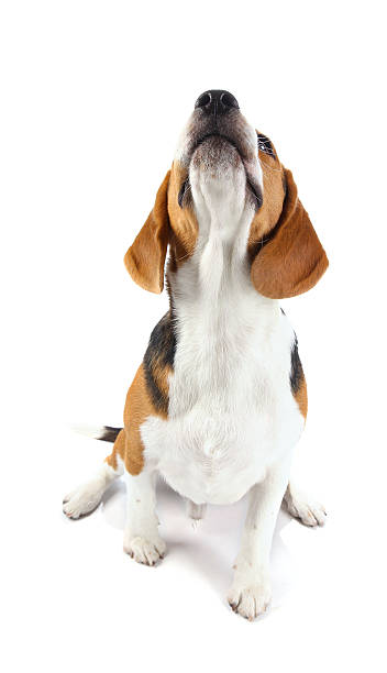 istock beagle dog isolated on white background 495144604