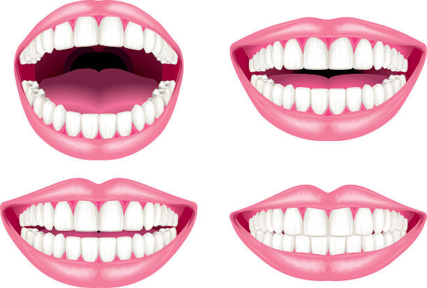 illustrations, cliparts, dessins animés et icônes de dents blanches et des lèvres - human teeth dental hygiene dentist office human mouth