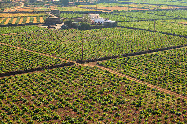 istock Plantation, Pantelleria 495144847