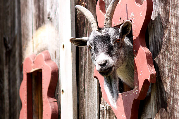 istock Black and white goat peeking its head out 495145047
