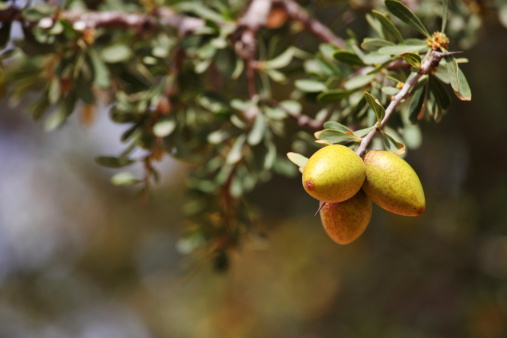 Fruits of Argan tree  (Argania spinosa) on the branch