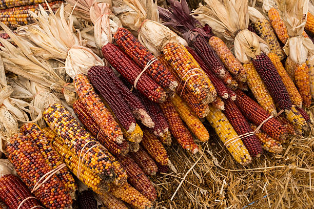 mahiz cobs e lolla - autumn corn indian corn decoration foto e immagini stock