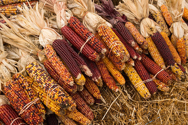인도어 옥수수 cobs 및 허스크 - corn on the cob corn dry dried food 뉴스 사진 이미지