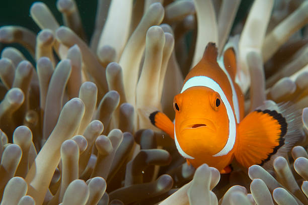 istock isolated clown fish looking at you in Cebu Philippines 495145251