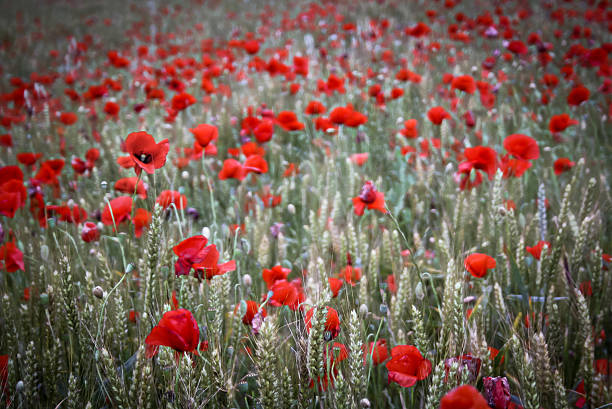 istock field of poppies 495145339