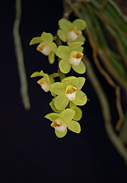 istock Green Chiloschista Orchid 495145383