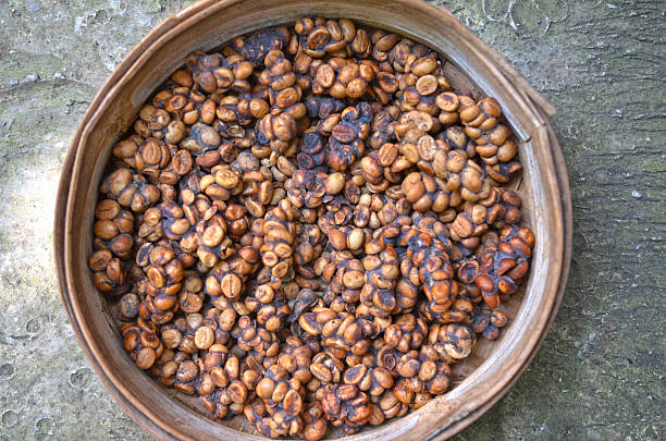 istock Tray of luwak poo containing digested coffee beans 495145556