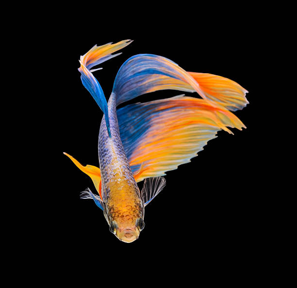 istock Betta fish, siamese fighting fish, betta splendens isolated on b 495145818