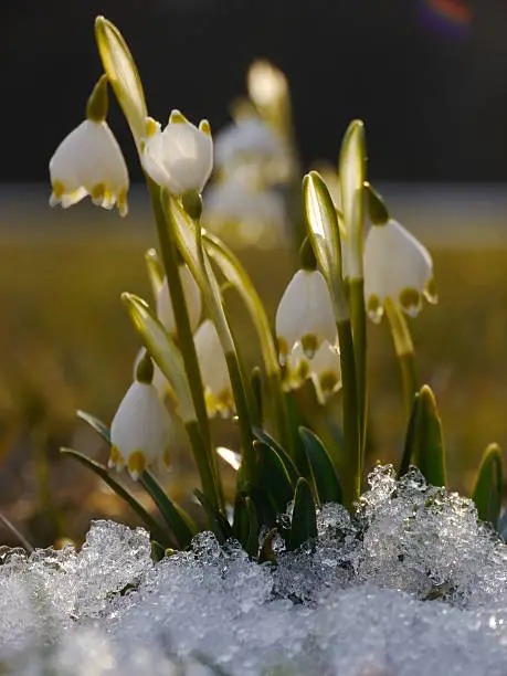 spring snowdrop snowflake flowers blooms between snow in forest. white seasonal beauty.