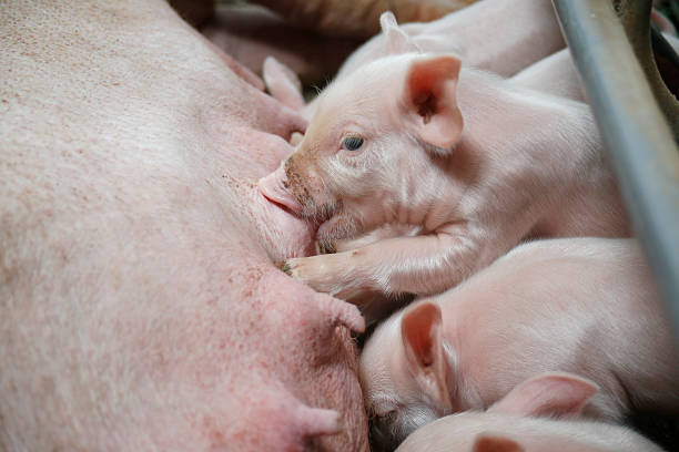 istock Little piglets suckling their mother 495146506