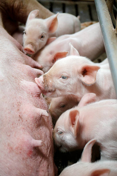 istock Little piglets suckling their mother 495146630