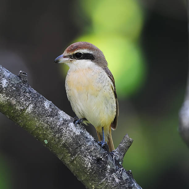 istock Bird Tiger Shrike (Lanius cristatus), Thailand 495146643