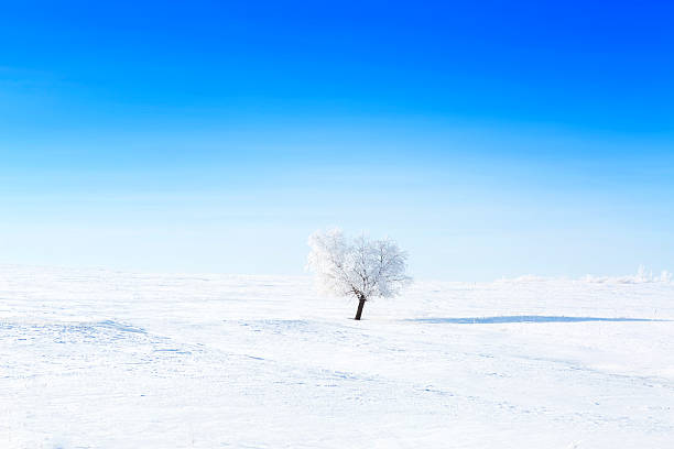 istock Alone frozen tree on winter field and blue sky 495146896