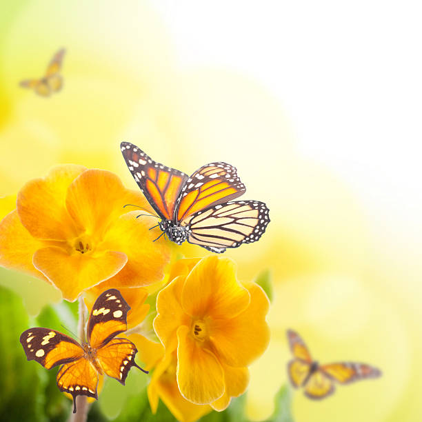 istock Yellow flowers and butterfly 495147477