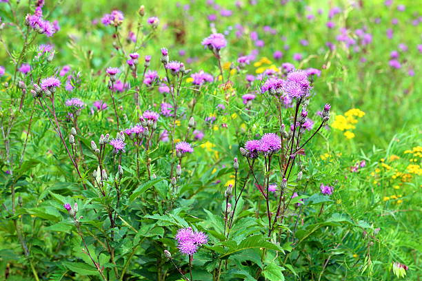 istock Serratula coronata. Blossoming of a plant 495148136