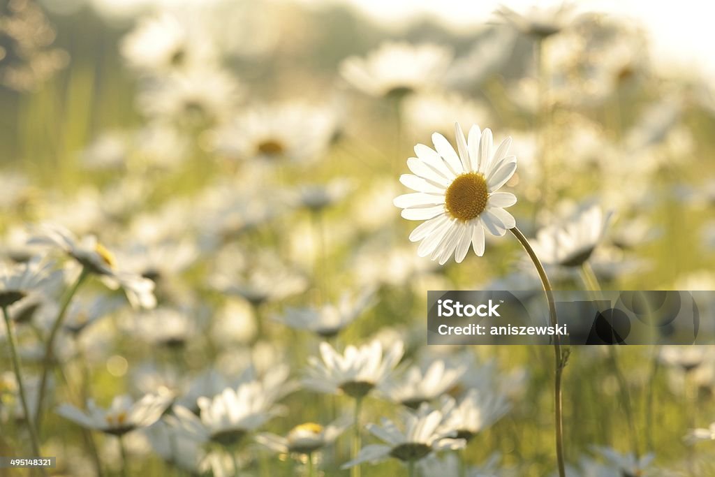 Gänseblümchen - Lizenzfrei Abenddämmerung Stock-Foto