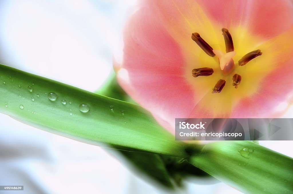 tulipano - Foto de stock de Flora royalty-free