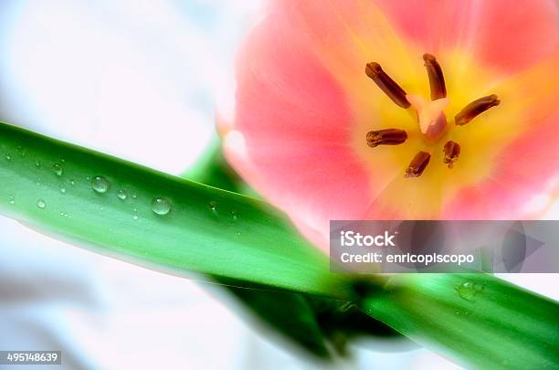 Foto de Tulipano e mais fotos de stock de Flora - Flora, Fotografia - Imagem, Fundo colorido