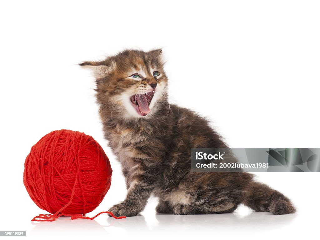 Siberian kitten Offended little kitten with thread ball isolated on white background Anger Stock Photo