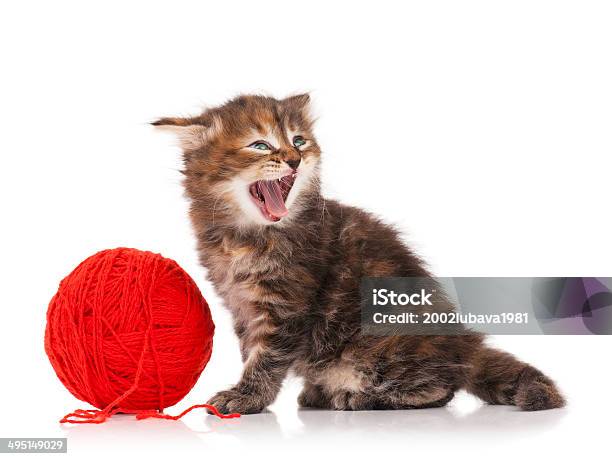 Siberian Kitten Stock Photo - Download Image Now - Anger, Animal, Beauty