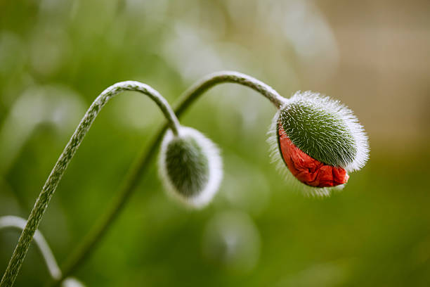 istock Half-opened poppy flower bud 495149203