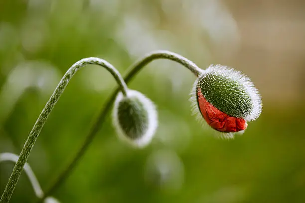 Half-opened poppy flower bud with water drops